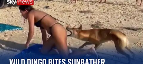 Australia dingi bites sunbathing tourist in Queensland