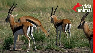 GAZELAS DE THOMSON PASTANDO NA SAVANA AFRICANA - VIDA ANIMAL