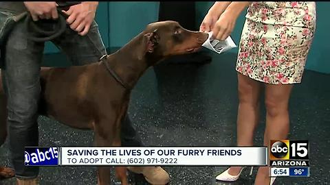 Dante The Doberman Was Hungry For A Script On ABC15 Mornings