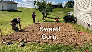 How to Plant Corn