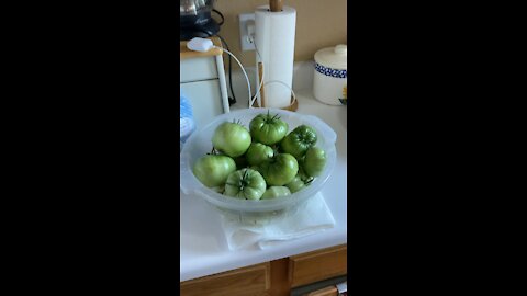 Pickled green tomatoes part 1