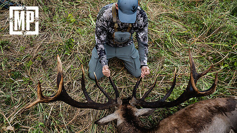 Roaring Stag at 12yds | Mark V. Peterson Hunting