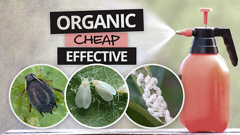 5 Organic Ways to Kill Pests on Plants that Actually Work! - Controlling Pests in the Garden