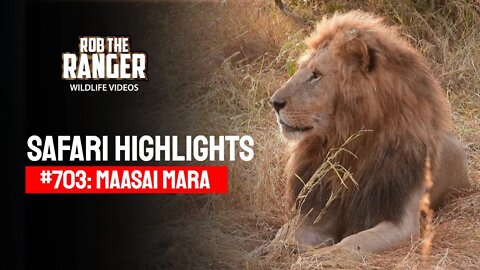 Safari Highlights #703: 07 August 2022 | Maasai Mara/Zebra Plains | Latest Wildlife Sightings