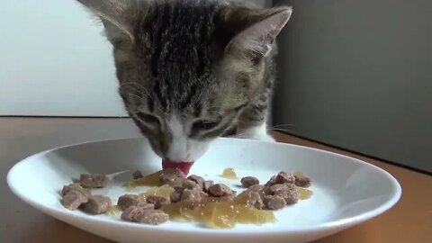 Cat Eating ASMR