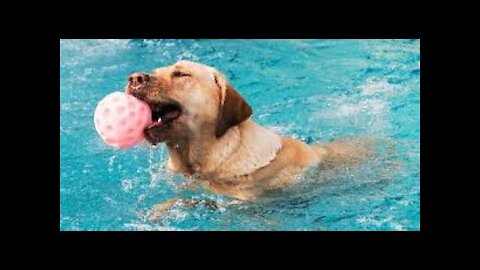 Dog Surprises People By Crossing Over A Swimming Pool