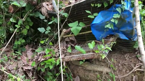 Campo Vlog Puerto Rico con Hno.Paul - árboles caídos y limpieza cortándolos