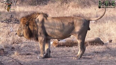 Daughters Of The Mapogo Lions - Rebuilding The Othawa Pride - 67: 3 Lionesses With the Majingilanes