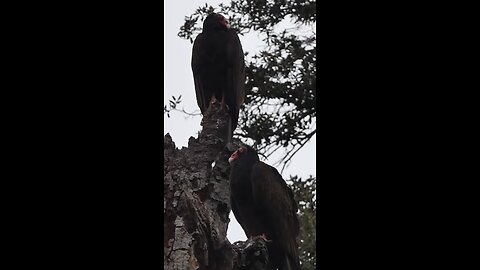 Turkey Vulture 🐦Evening Roost