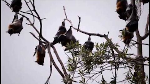 Bats In A Tree