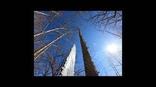 Milwaukee Electric chainsaw Cutting trees, Clearing land, peace & quiet in the woods