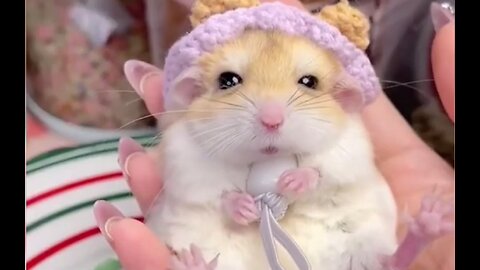 Compilation of cute baby animal videos