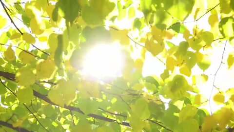 Windy Leaves