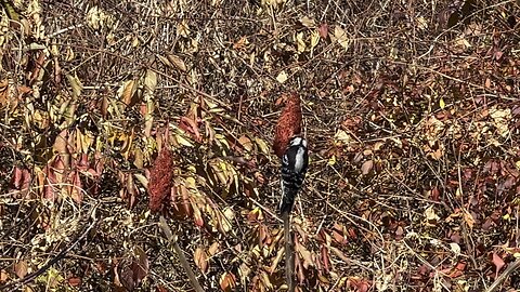 Hairy Wood Pecker James Gardens Toronto