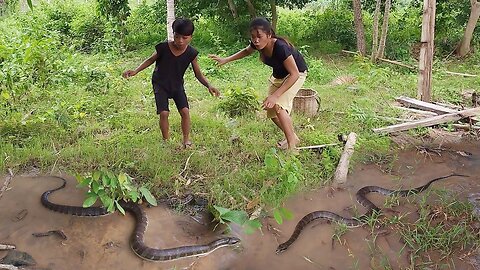 Amazing Skill! Catching Big Snake in forest and Cooking for food