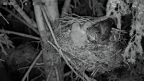 Ellis Farm-Mom Returns With a Mouse 🦉 5/25/22 02:11