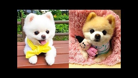 TOP 10 dog barking videos compilation 2016 ♥ Dog barking sound - Funny dogs