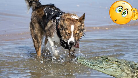 Dog Threating his friend as Crocodile -- Beach Time Fun😍😍😍😍 -Pets Class Part 72