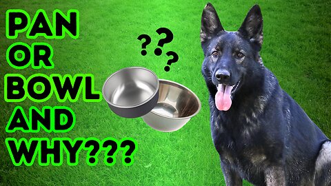 Dog Food Pans or Bowls??? Watch this to Avoid a Feeding Frenzy!!!