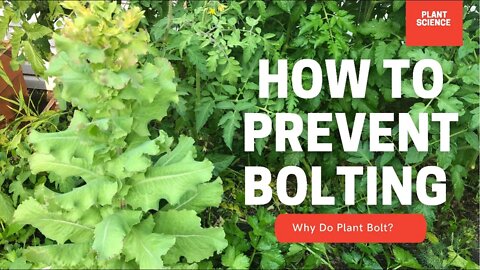 How To Prevent Bolting? Why Do Plants Bolt In The Heat? | Gardening in Canada