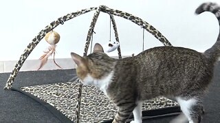 Funny Cat Plays with Toy