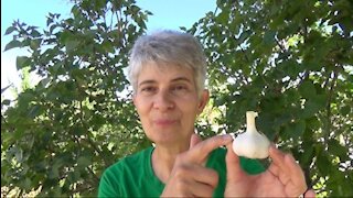 Growing Garlic