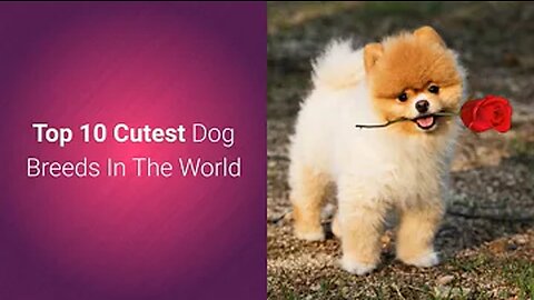 List Of Top 10 Most Cutest Dog 🐕 Breeds In The World