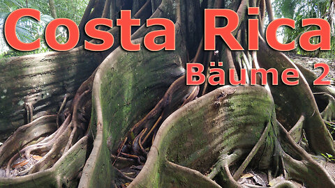 (026) Costa Rica sehenswert | Bäume 2. Teil - AUSWANDERN nach COSTA RICA