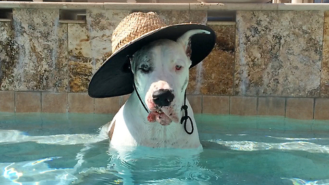 Great Dane relaxes and drinks out of the pool wearing a sun hat