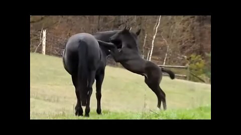 Halters On New Born Foals Are Not Needed - Cute Baby Horse Playing