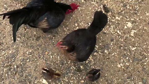 Chicken family free ranging for the first time. Flame breasted Australian pit game bantams.