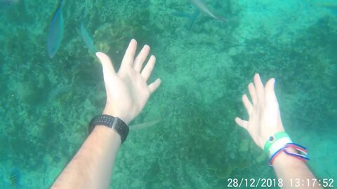 Snorkel 🐟🦪 Snorkeling 🏝 Isla Catalina 📅 25.01.2020 ◉ Parte II