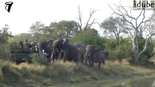 Angry Elephants Target Tourist Vehicle After Baby Slips