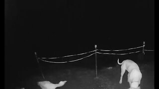 Caught on security camera, Goose thinks he’s the boss of the dog.