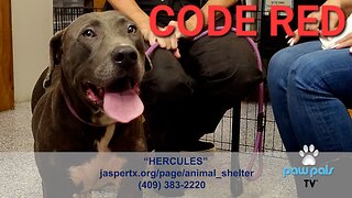 Paw Pals TV: Kat Lloyd with ACO Alyssa O'Donnal featuring Hercules now CODE RED!