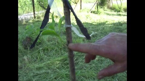 Successful grafting with dormant bud eye on Cornus Mas (P3)