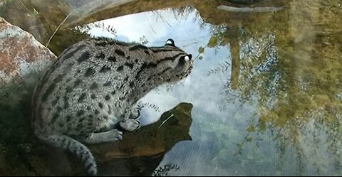 Fishing cat. See a show and like it!