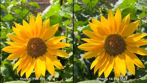 CAMERA TEST: HUAWEI P60 PRO VS IPHONE 14 PRO MAX