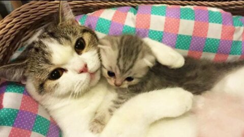 Ohhh... So Cute These Cats Are... 😍😽