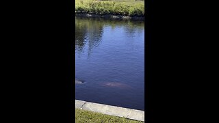 Episode 2 - Manatee Park 1/15/2023 Fort Myers, FL #4K #DolbyVision HDR #Manatee #ManateePark