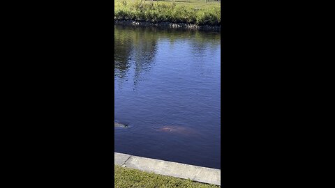 Episode 2 - Manatee Park 1/15/2023 Fort Myers, FL #4K #DolbyVision HDR #Manatee #ManateePark