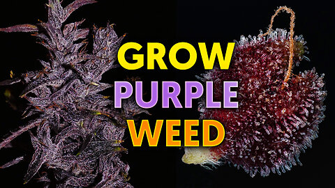 How to Grow Purple Cannabis - Khalifa Genetics