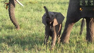 Tiny Elephant Calf Moving With The Herd