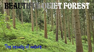 A very beautiful quiet forest / beautiful nature video / quiet forest sounds.