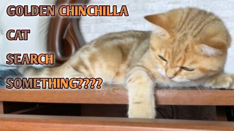 Golden chinchilla cat search something??????