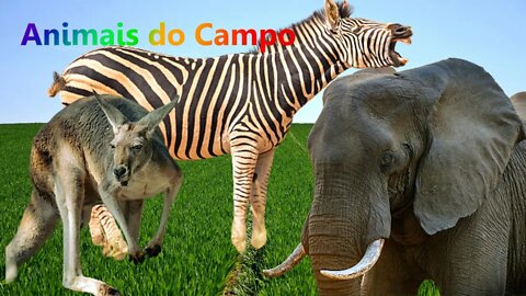 Animais Herbívoros Animais do Campo Som dos Animais Animais Selvagens Elefante Vaca Canguru Zebra
