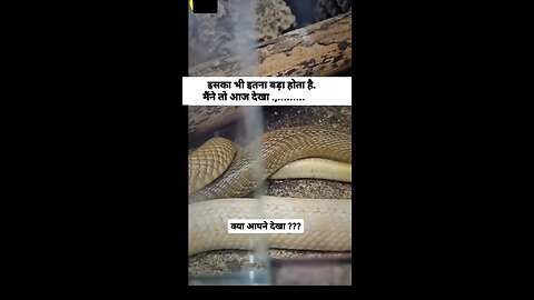 Snake having sex with female snake
