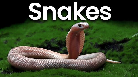 All about Snakes for Kids: Snakes Facts and Information for Children