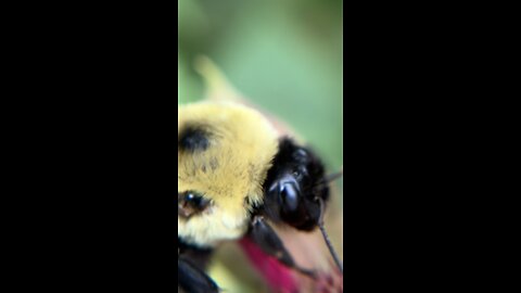 Bumble Bees 🐝 In Your Face! (Macro) #bumblebees