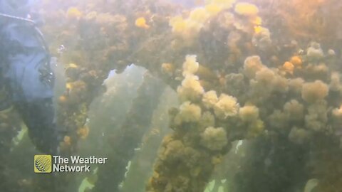 Scuba divers explore the ship wrecks in the depths of Gaspé Bay